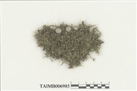 藏品(平葉異萼蘚)的圖片